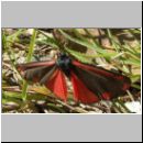 Tyria jacobaeae - Blutbaer 05.jpg